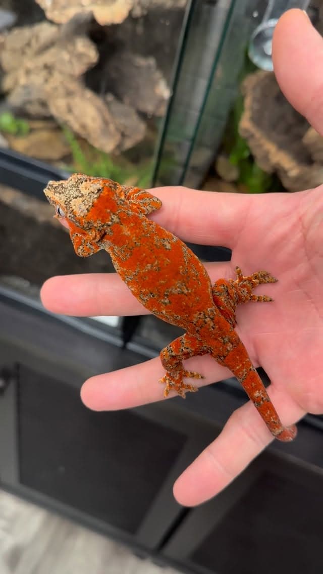 Red fired crested gecko