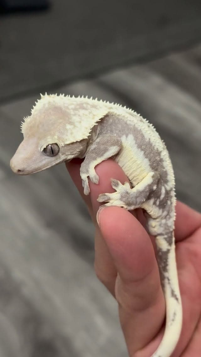 Sire: Eclipse
