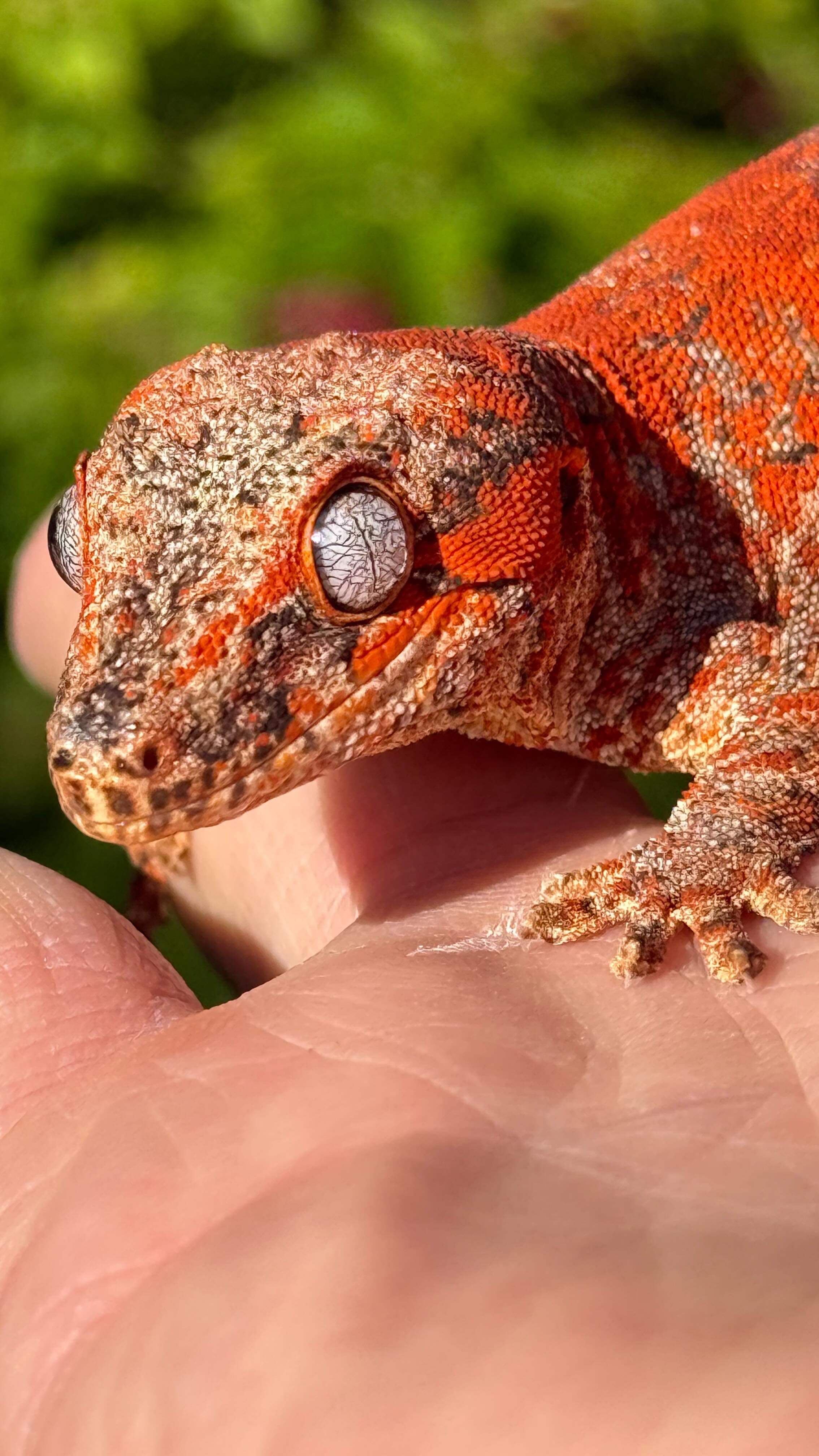 Red gargoyle gecko close-up